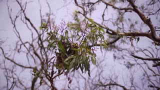 Koala Encounters