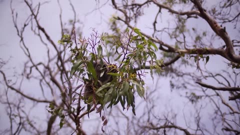 Koala Encounters