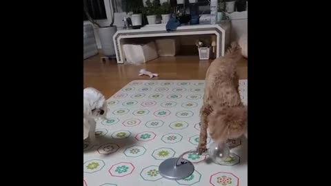 Try Not To Laugh Cats And Dogs Videos Best Funniest Animals Video.