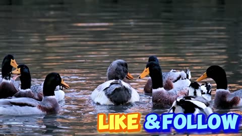 Ducks birds group
