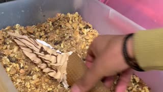 Cripy Waffle Cone Treats