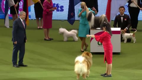 Eukanuba World Challenge Final | Crufts 2023