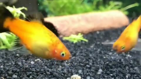 Fish Food Fight