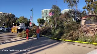Woman hit by falling tree during high winds