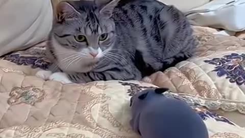 Cats funny moment #funny #fun #cat #cute #funnyshort