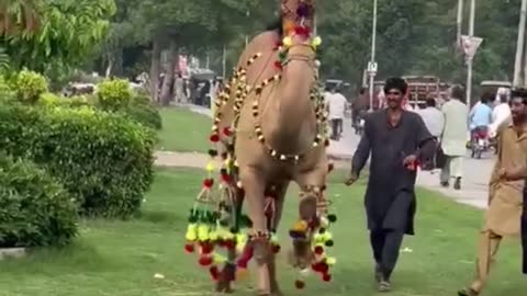 Camel dance