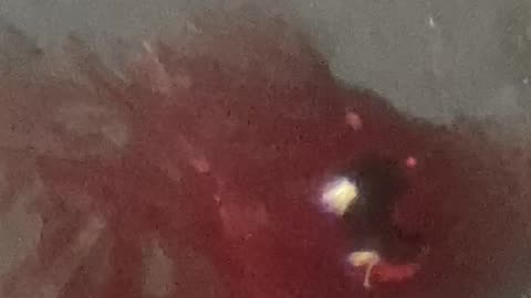 Firefly Luciferase in my dog’s blood