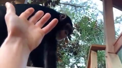 This chimp helping a guy up is still one of my favorite videos ever..