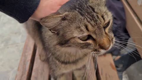 A Fluffy Tabby Cat that will amaze you with its cuteness