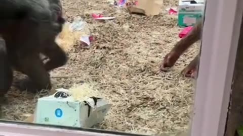 Chimpanzees are shocked by a man prosthetic leg