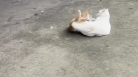 Epic Cat Showdown: Intense Feline Battle Caught on Camera