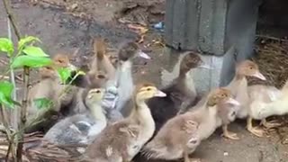 Muscovy duck