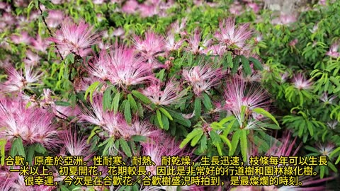 很幸運，在 #合歡花 ／ #合歡樹 盛況時拍到 Pink silk tree／Persian silk tree