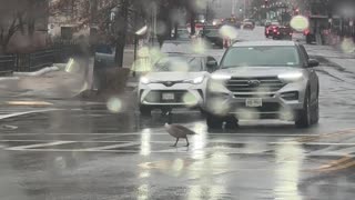 Cars Stop for Goose at Crosswalk