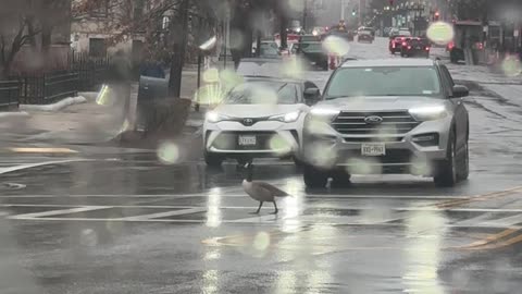Cars Stop for Goose at Crosswalk
