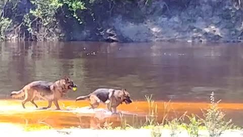German Shepherds Rome and Jules swimming at the river place Alapaha River