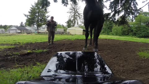 Horse meets RC