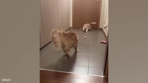 funny cats