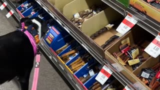 Dog goes treat shoppimg