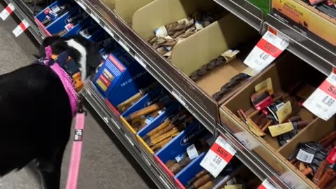 Dog goes treat shoppimg