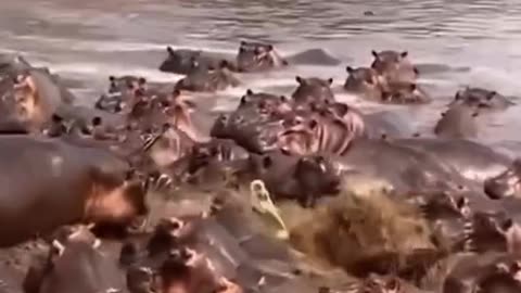 Hippo Family Takes Revenge On A Crocodile #shorts #shortvideo #video #virals #videoviral
