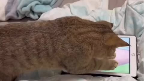 Cat video | Funny Cat video | cute cat