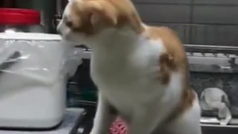 Funny Cat