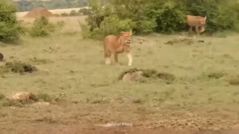 Crocodile Suddenly Bit Straight Into Lion's Neck And Lions' Revenge Was Dramatic - What Happened?