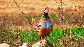 The well-known song of the partridge