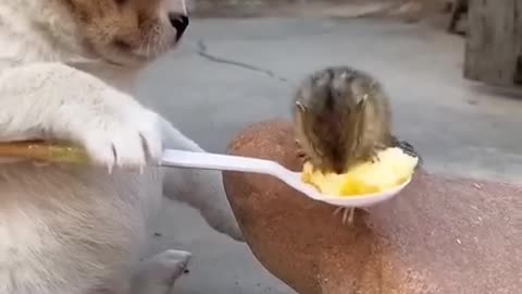 A beautiful moments of puppy and squirrel