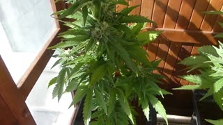 Autoflowering Cannabis Strains