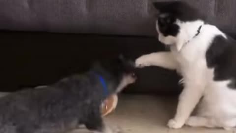 cats and dogs funny video