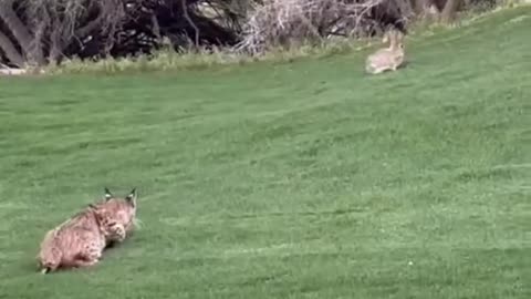 Wild cat attack on rabbit