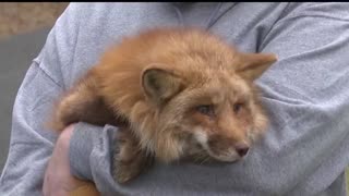 #10 Taylor Holzer, a fox-keeper, just outside of the evacuation zone, says one of his foxes died