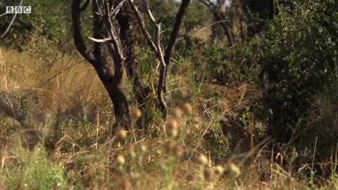 Young Leopard's First Big Kill! | BBC Earth