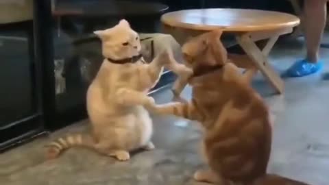 Cats Friends are playing