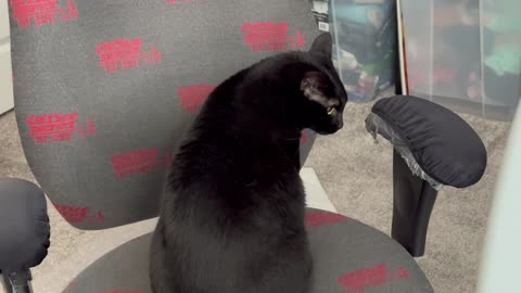 Adopting a Cat from a Shelter Vlog - Cute Precious Piper Thoroughly Inspects Her Office Chair