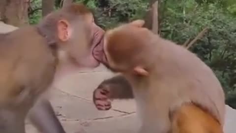 monkey couple celebrating valentines dayd