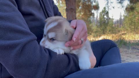 Best Bowtie Pomsky Love - Lottie is a Pomsky Puppy, Best Markings for a Pomsky!