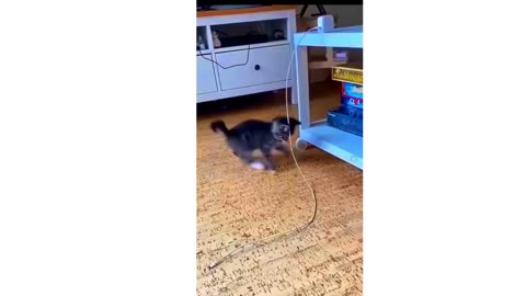 Funny kitten and dogs fight Funny animal video