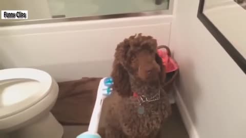 "Toothbrush vs Dog - Funny Video Compilation"