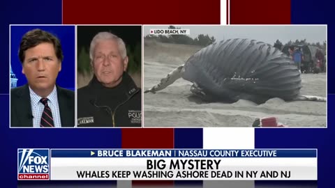 Tucker examines what's behind the deaths of humpback whales