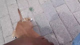 Puppy responds to greeting😂