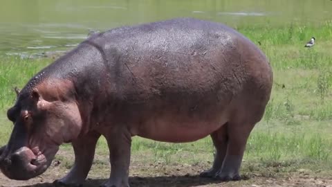 Hippo Farts Will Always Be Funny 😂 | Kruger Park Sightings