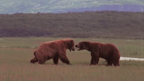 Grizzly bear (Alaska) Death agony and triumph