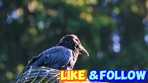 Bird common raven crow