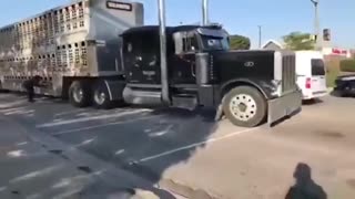 Vegans tries to stop a fully loaded livestock truck and fails completely