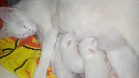 "Miracle Birth: White Cat Delivers Four Precious White Kittens"
