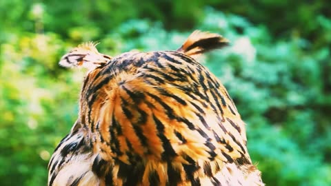 Big eared owls