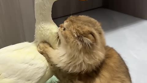 Cute duck and cat loving scene